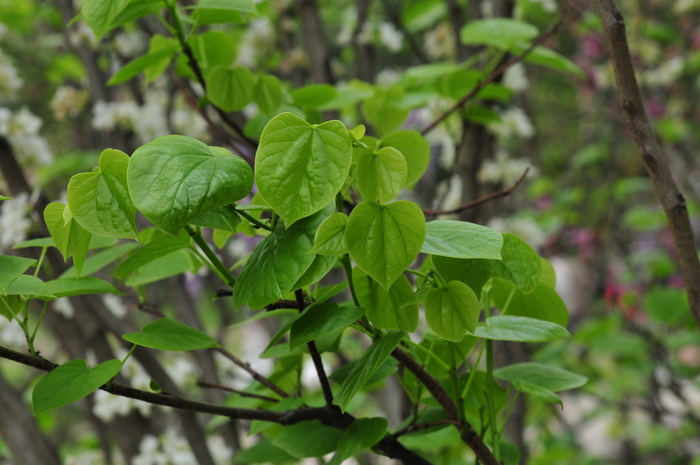 白花紫荆Cercis chinensis f. alba