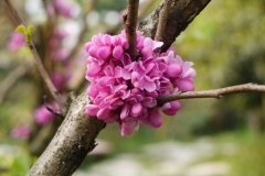 紫荆Cercis chinensis