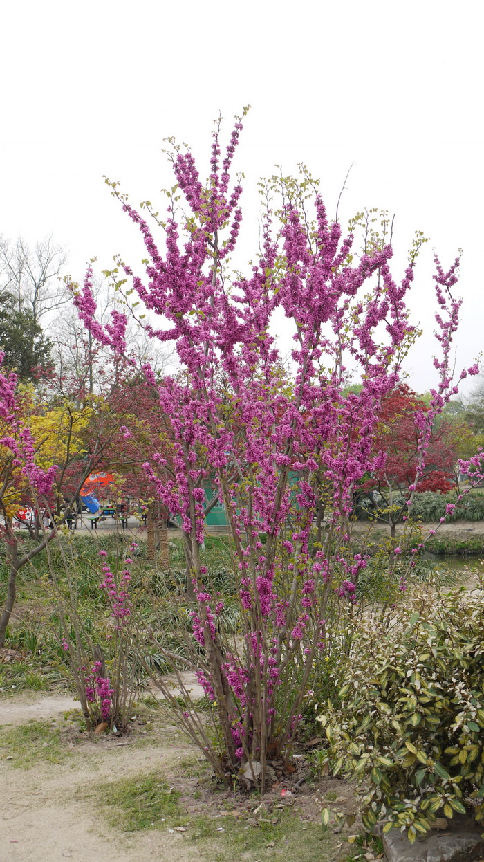 紫荆Cercis chinensis
