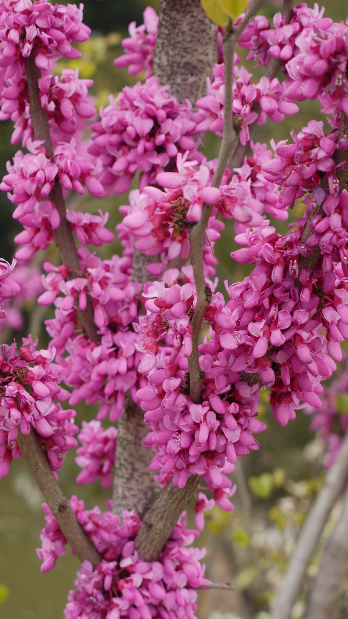 紫荆Cercis chinensis 紫荆Cercis chinensis