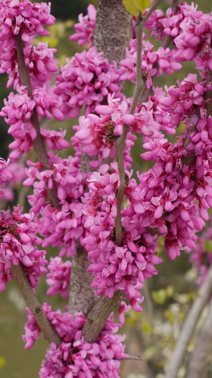 紫荆Cercis chinensis