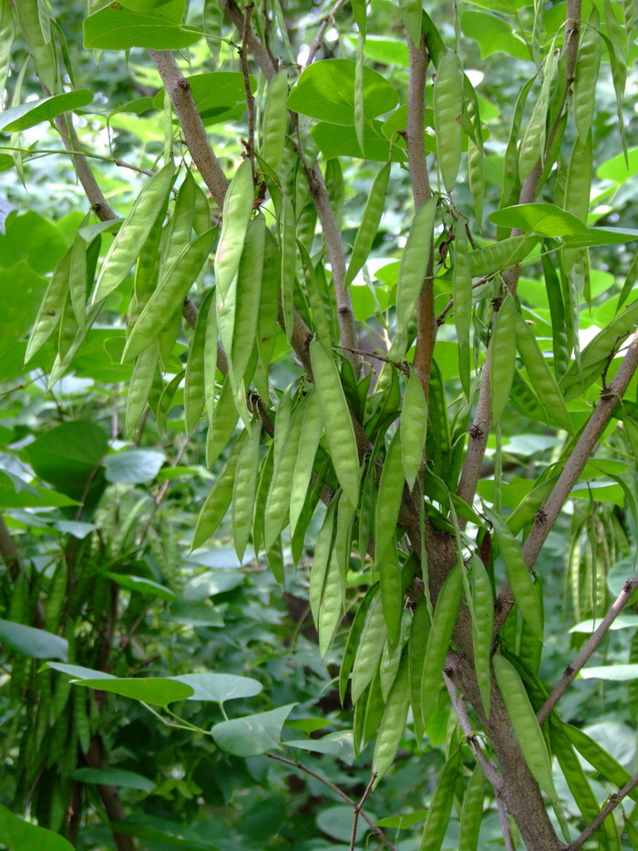 紫荆Cercis chinensis