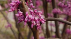 黄山紫荆Cercis chingii