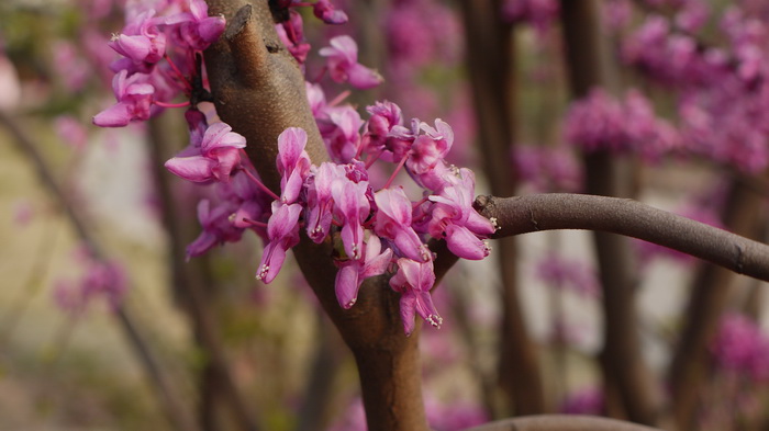 黄山紫荆Cercis chingii 黄山紫荆Cercis chingii