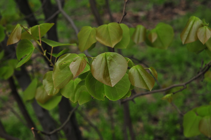 黄山紫荆Cercis chingii 黄山紫荆Cercis chingii