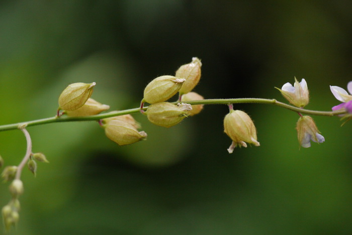 蝙蝠草Christia vespertilionis 蝙蝠草Christia vespertilionis