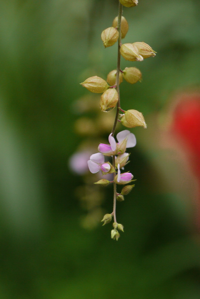 蝙蝠草Christia vespertilionis 蝙蝠草Christia vespertilionis