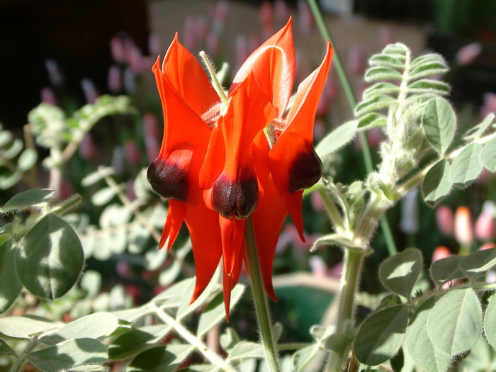 枭眼豆Clianthus formosus 枭眼豆Clianthus formosus