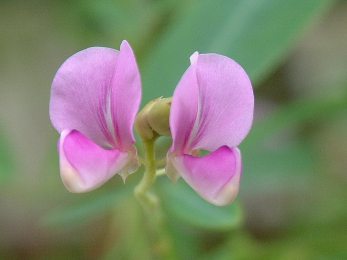 跳舞草Codariocalyx motorius 跳舞草Codariocalyx motorius