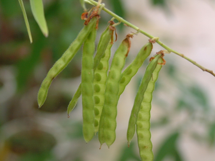 跳舞草Codariocalyx motorius 跳舞草Codariocalyx motorius