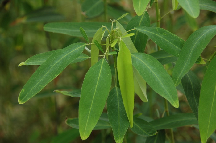跳舞草Codariocalyx motorius 跳舞草Codariocalyx motorius