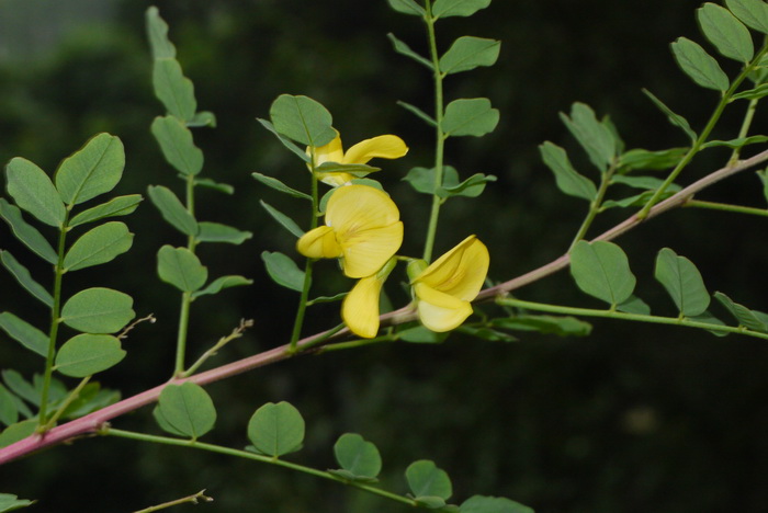 鱼鳔槐Colutea arborescens 鱼鳔槐Colutea arborescens