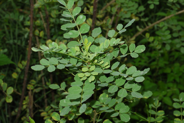 鱼鳔槐Colutea arborescens