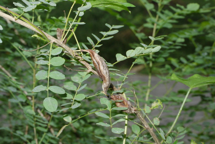 鱼鳔槐杂种Colutea × hybrida 鱼鳔槐杂种Colutea × hybrida