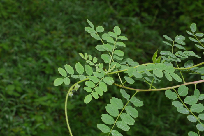 鱼鳔槐杂种Colutea × hybrida