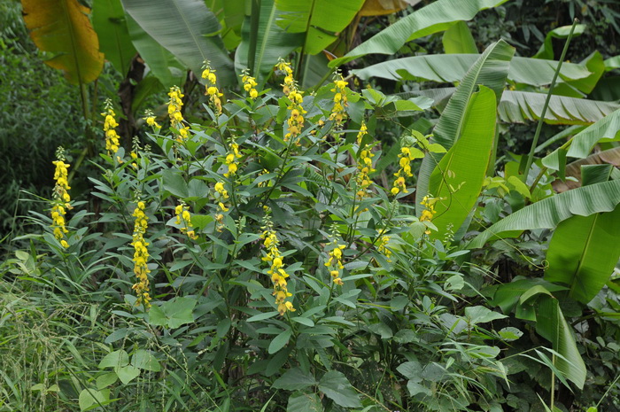 大猪屎豆Crotalaria assamica