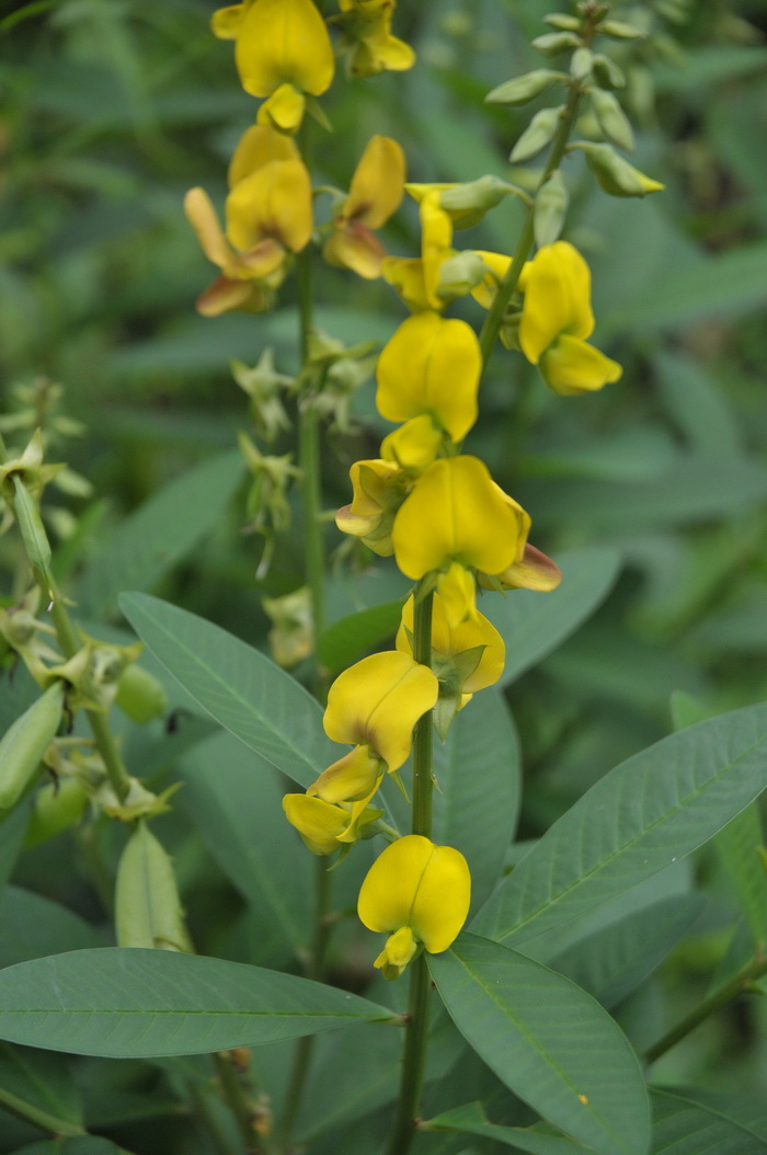 大猪屎豆Crotalaria assamica 大猪屎豆Crotalaria assamica