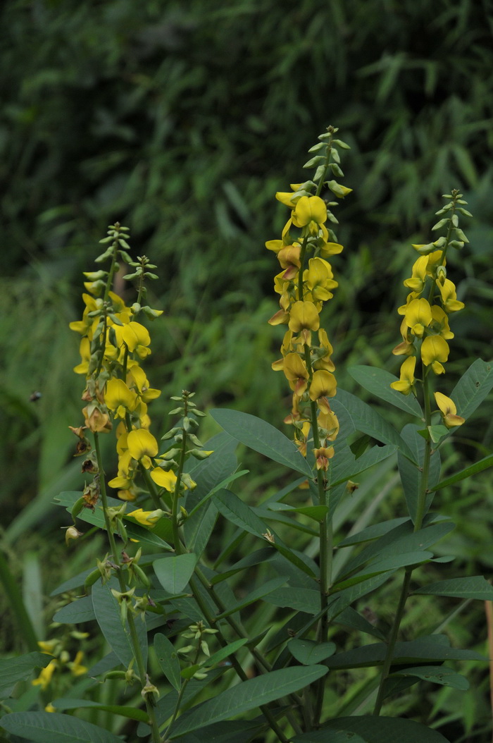 大猪屎豆Crotalaria assamica 大猪屎豆Crotalaria assamica