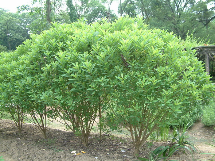 大猪屎豆Crotalaria assamica 大猪屎豆Crotalaria assamica