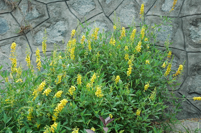 猪屎豆Crotalaria pallida