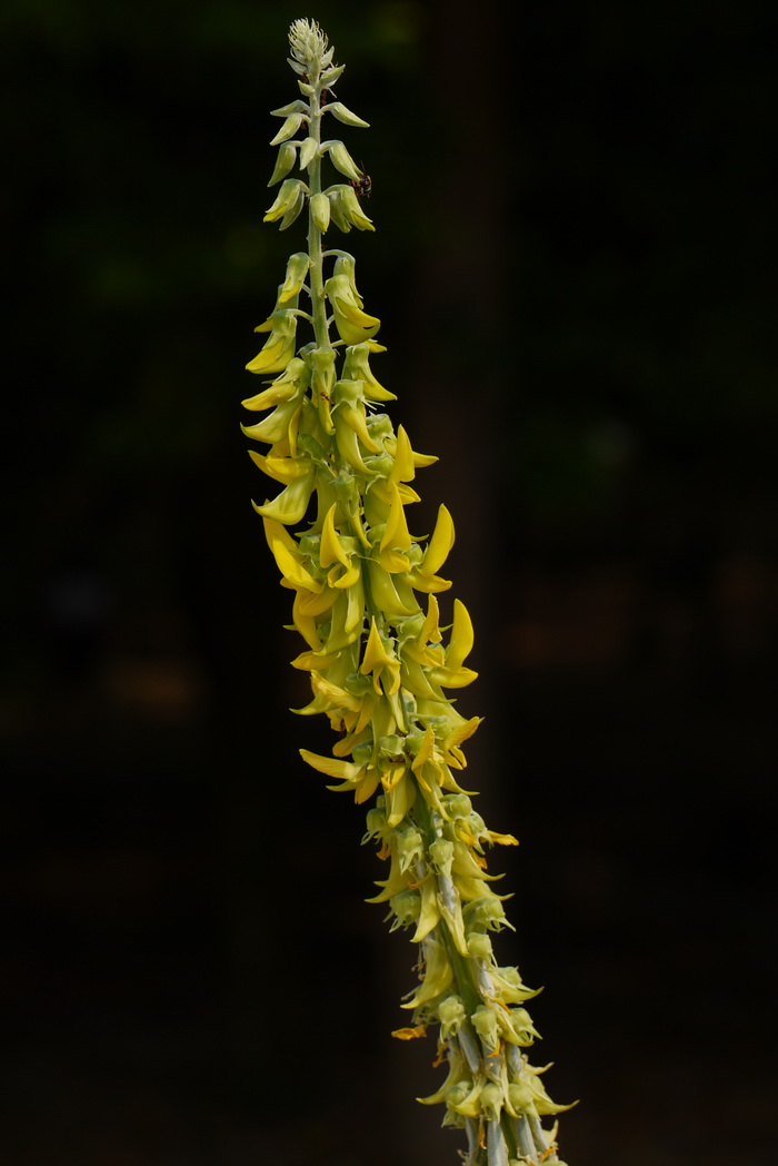 猪屎豆Crotalaria pallida