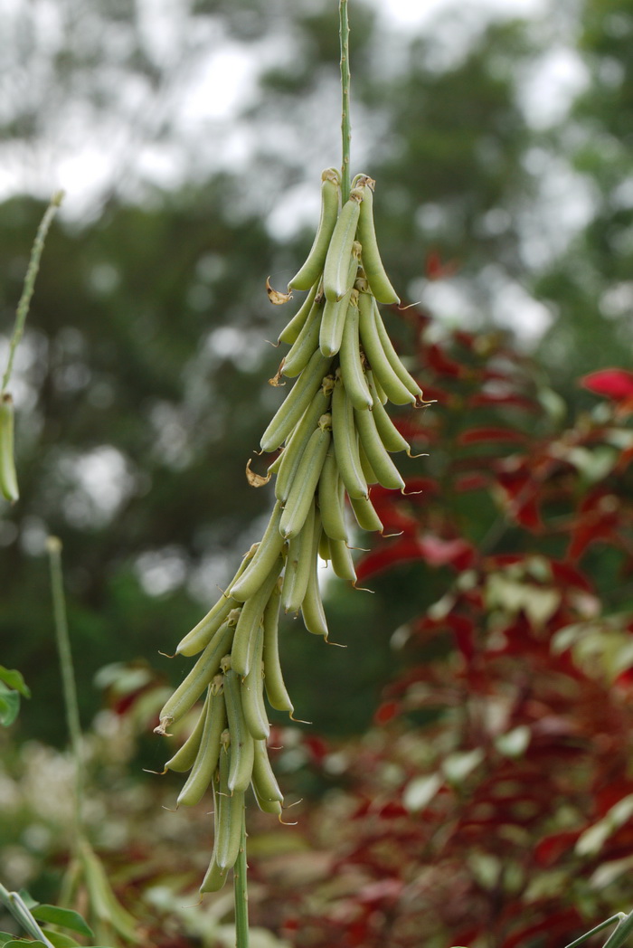 猪屎豆Crotalaria pallida