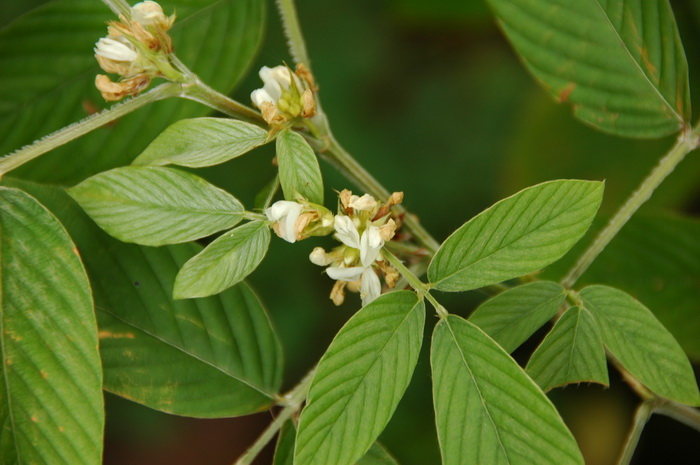 假木豆Dendrolobium triangulare 假木豆Dendrolobium triangulare