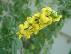 四棱猪屎豆Crotalaria tetragona