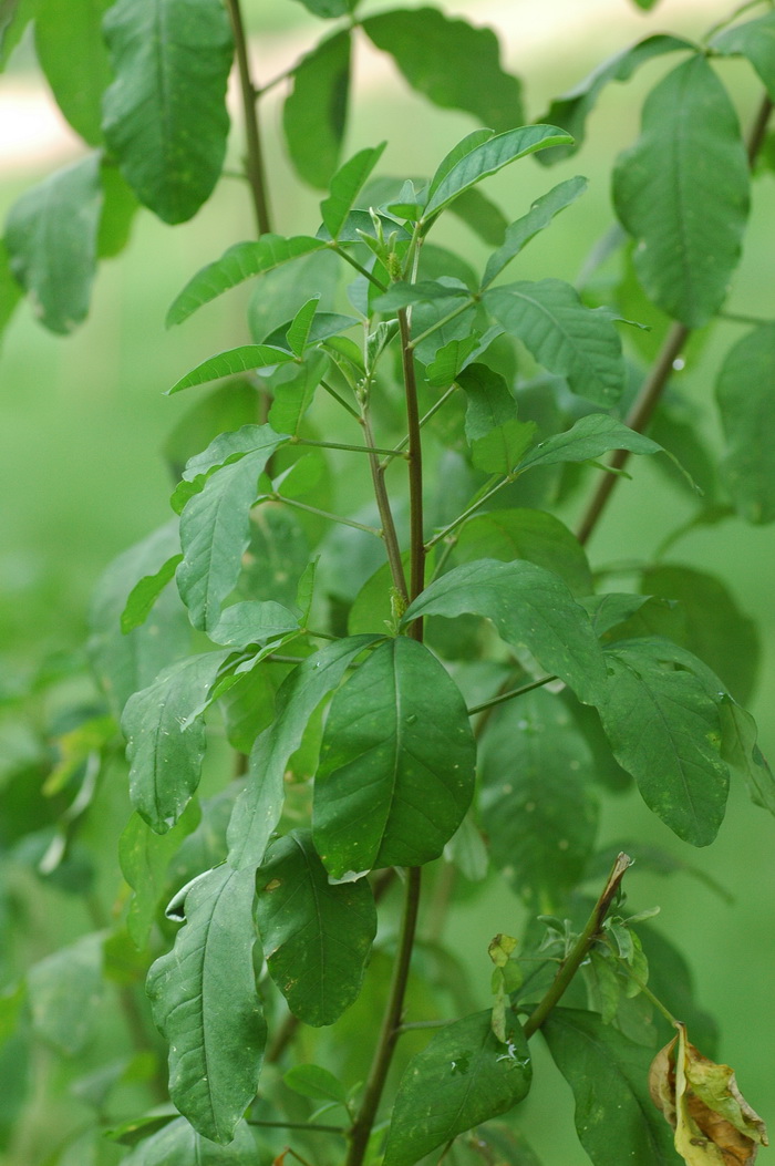 四棱猪屎豆Crotalaria tetragona