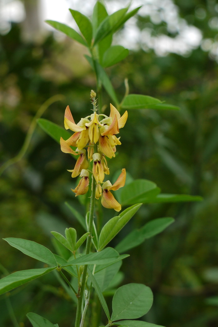 光萼猪屎豆Crotalaria trichotoma