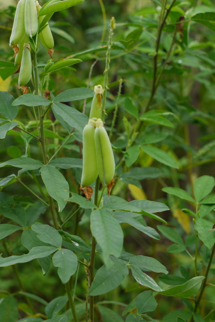 光萼猪屎豆Crotalaria trichotoma