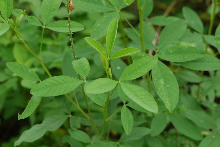 光萼猪屎豆Crotalaria trichotoma