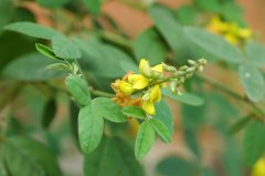 球果猪屎豆Crotalaria uncinella