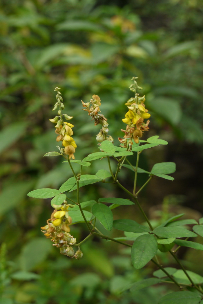 球果猪屎豆Crotalaria uncinella 球果猪屎豆Crotalaria uncinella