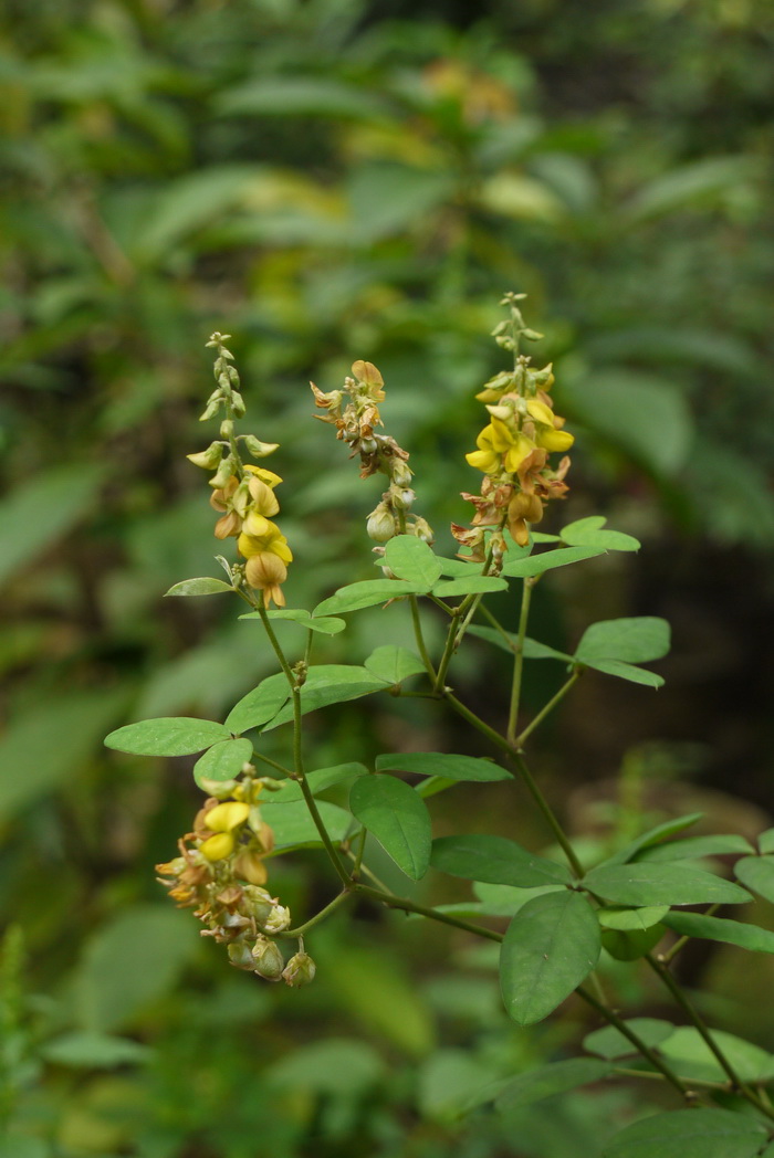 球果猪屎豆Crotalaria uncinella