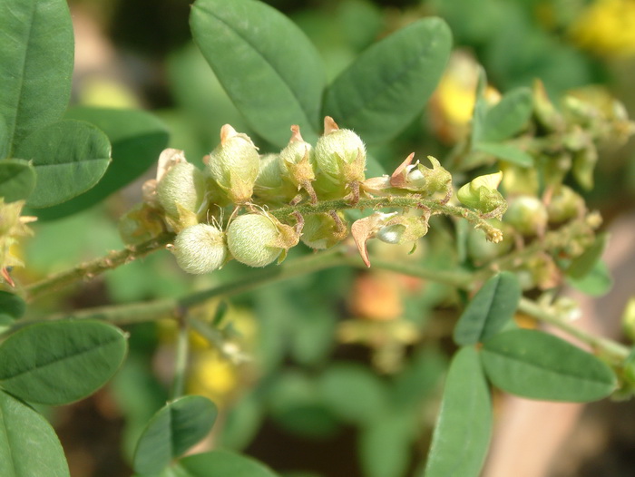 球果猪屎豆Crotalaria uncinella 球果猪屎豆Crotalaria uncinella
