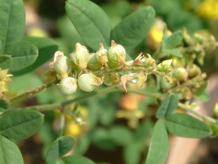 球果猪屎豆Crotalaria uncinella