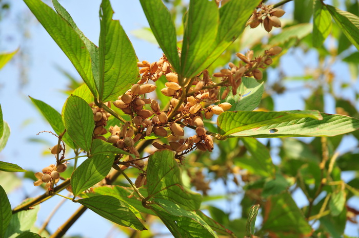 大叶千斤拔Flemingia macrophylla 大叶千斤拔Flemingia macrophylla