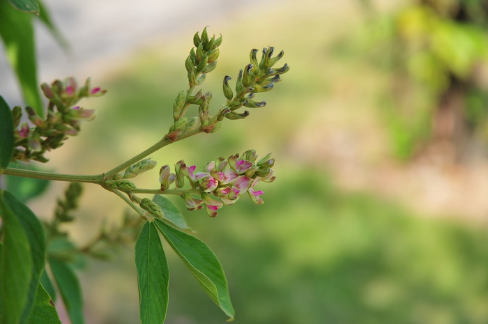 大叶千斤拔Flemingia macrophylla 大叶千斤拔Flemingia macrophylla