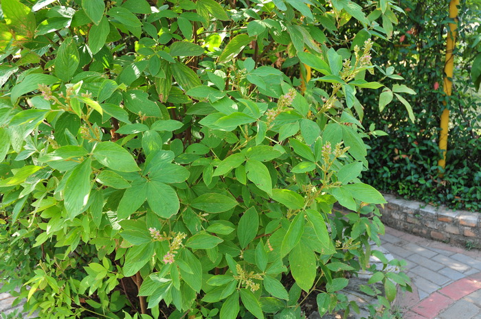 大叶千斤拔Flemingia macrophylla