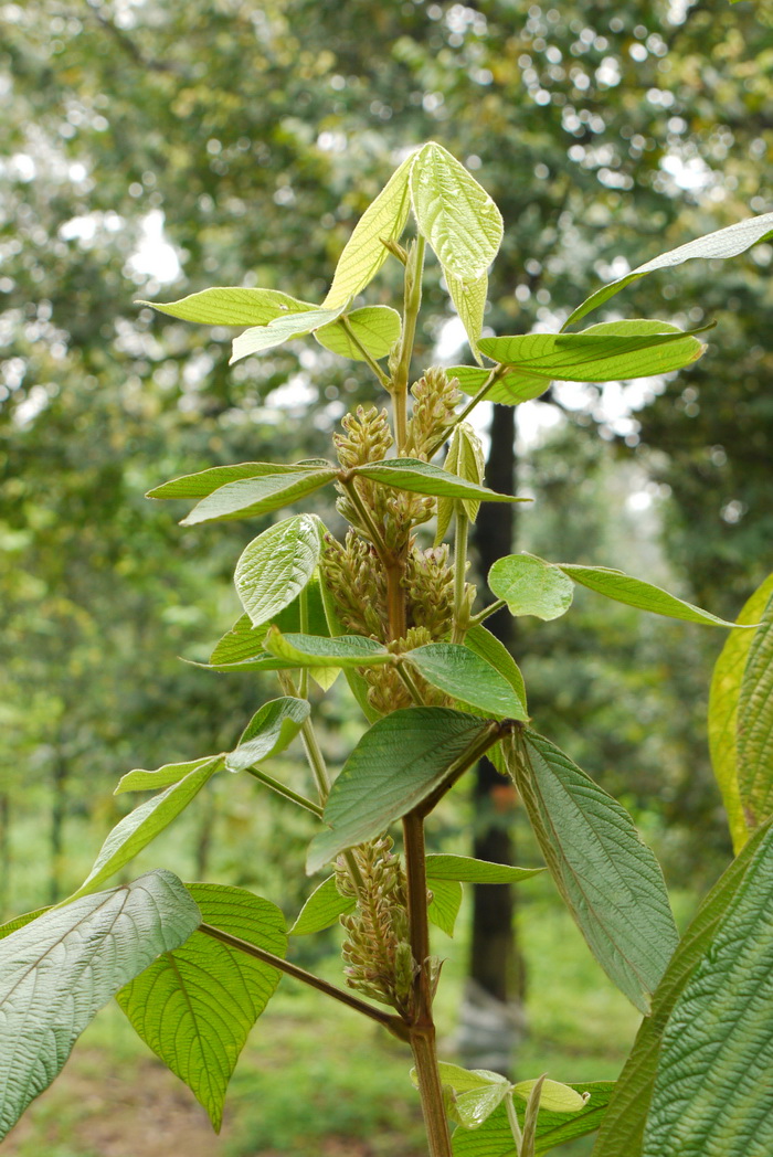 大叶千斤拔Flemingia macrophylla