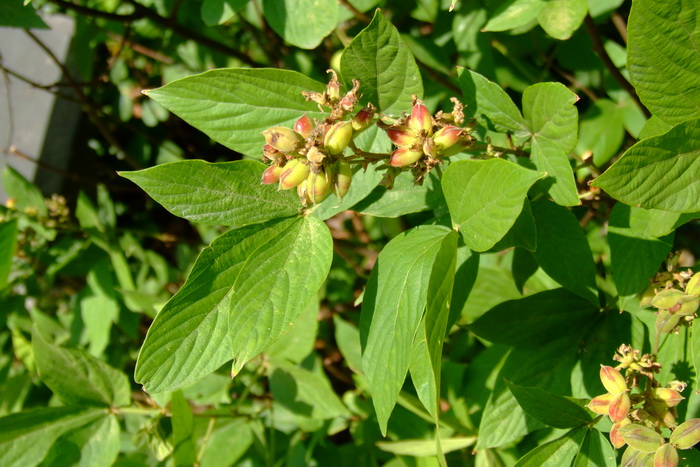 千斤拔Flemingia prostrata 千斤拔Flemingia prostrata