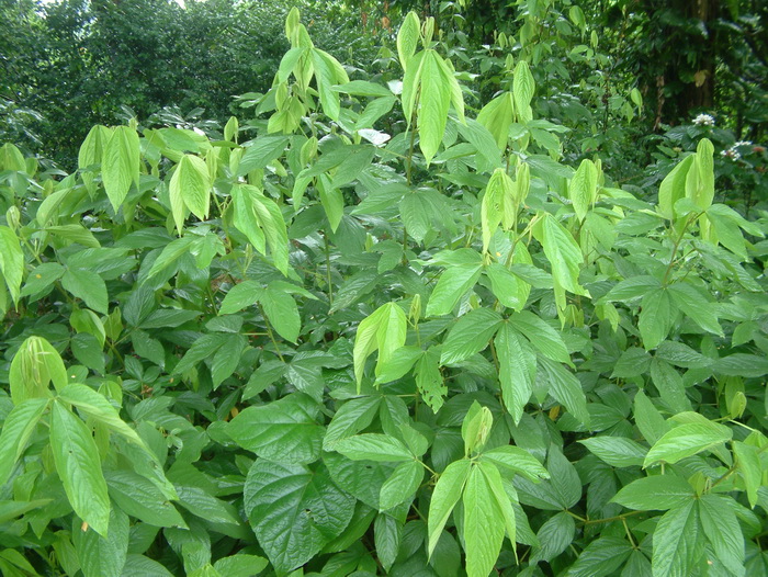 千斤拔Flemingia prostrata 千斤拔Flemingia prostrata