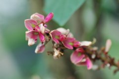 茎花豆Fordia cauliflora