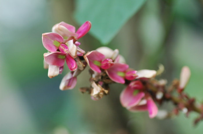 茎花豆Fordia cauliflora 茎花豆Fordia cauliflora