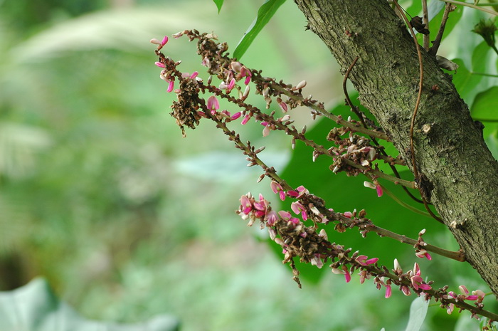 茎花豆Fordia cauliflora 茎花豆Fordia cauliflora