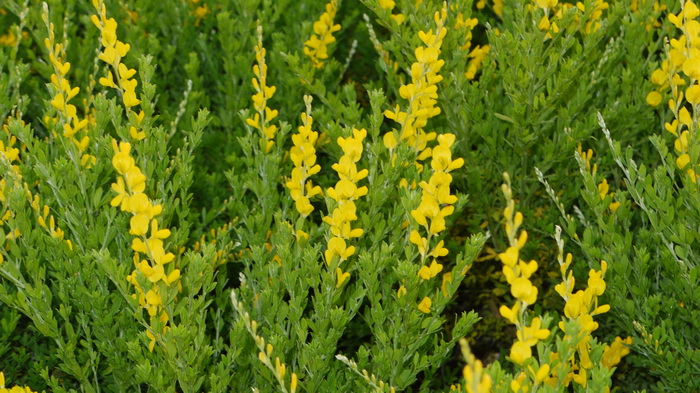 小金雀Genista spachiana 小金雀Genista spachiana