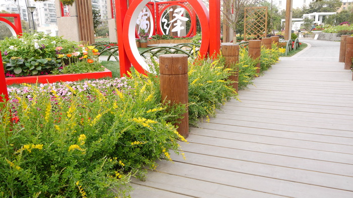 小金雀Genista spachiana 小金雀Genista spachiana