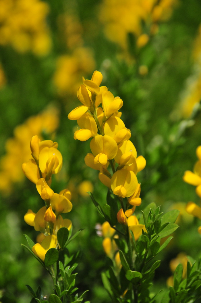 小金雀Genista spachiana 小金雀Genista spachiana