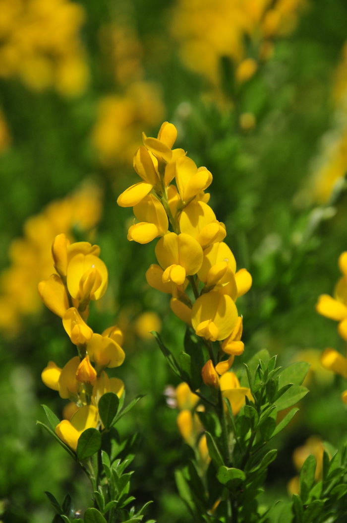 小金雀Genista spachiana